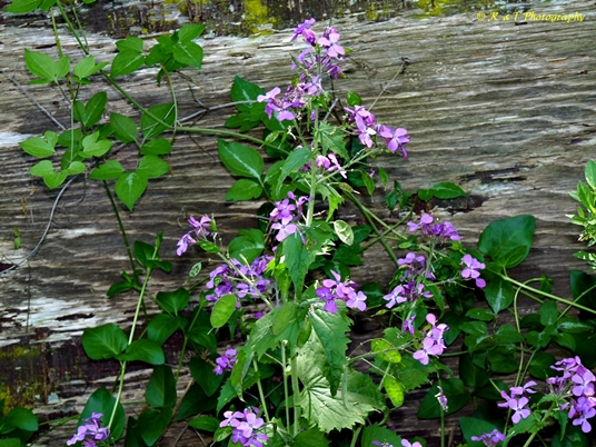 {Lunaria annua}
